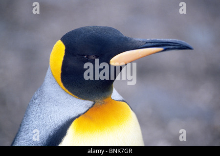 Plumage orange sur la tête et la poitrine identifier les manchots royaux, comme celui sur l'île de Géorgie du Sud dans le sud de l'océan Atlantique près de l'Antarctique. Banque D'Images