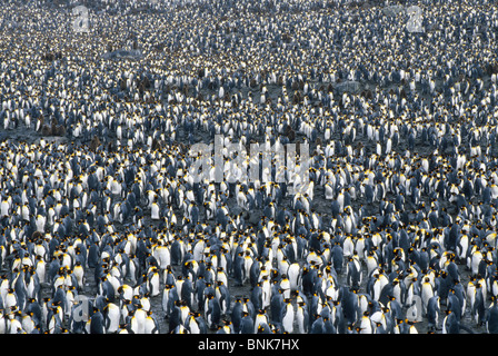 Des milliers de manchots royaux se rassemblent à leur reproduction à Saint Andrews Bay sur l'île de Géorgie du Sud dans le sud de l'océan Atlantique près de l'Antarctique. Banque D'Images