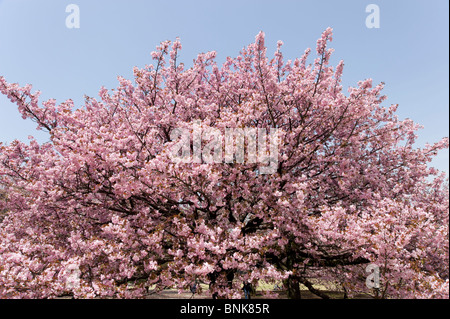 Cherry Blossom tree in Shinjuku jardin Impérial, Tokyo, Japon Banque D'Images