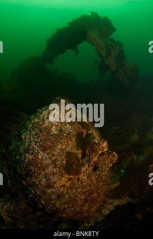 L'île de Vancouver, Colombie-Britannique Canada plongée sous-marine à Port Hardy Banque D'Images