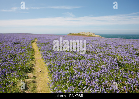 Domaines de l'île de Skomer jacinthes Banque D'Images