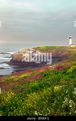 Fleurs sauvages pré aube lumière révèle blooming at Yaquina Head zone naturelle exceptionnelle grâce à l'Oregon's Yaquina Head Lighthouse. Banque D'Images