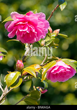 Belle grande rose camélias en fleurs au printemps Banque D'Images