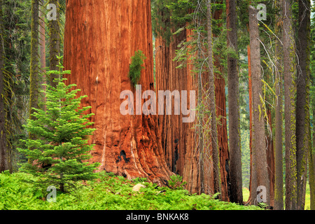 Sequoia et King Canyon National Park Banque D'Images