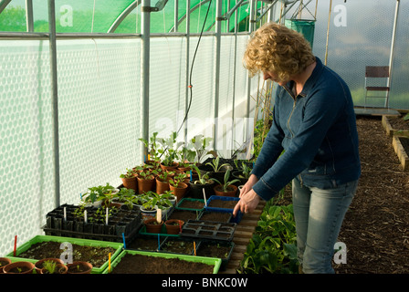 Les femmes semant des graines de Kédar serre avec des lits surélevés Banque D'Images