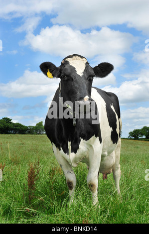 L'herbe à vache Holstein Banque D'Images