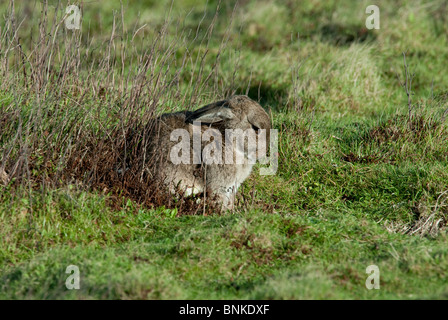 Un lapin sauvage Oryctolagus cunniculus reposant dans un champ Banque D'Images