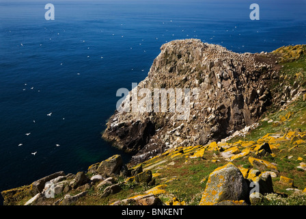 Colonie de Fou de Bassan lointain, grande réserve d'oiseaux de l'île de Saltee, l'Îles Saltee, comté de Wexford, Irlande Banque D'Images