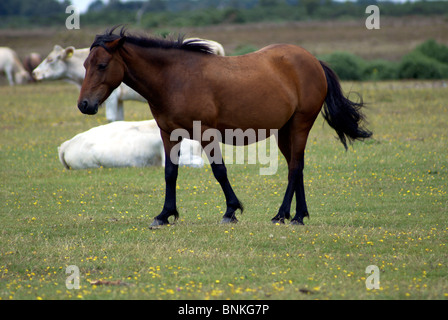 Poneys NEW FOREST Banque D'Images