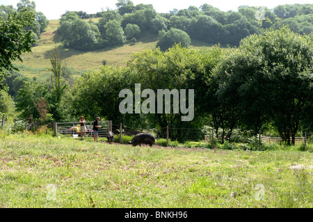 Sanglier Berkshire & semer dans un cadre domestique à l'alimentation par leurs propriétaires Banque D'Images