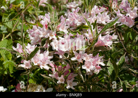 Weigela florida variegata arbuste jardin fleurs Banque D'Images