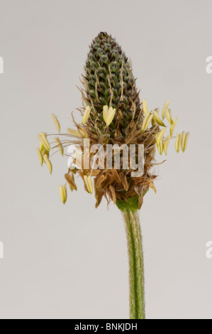 (Lancéole Plantago lanceolata) fleur sur un fond blanc. Banque D'Images