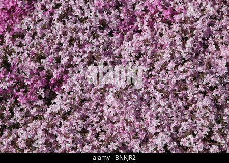 Phlox subulata Candy Stripe Banque D'Images