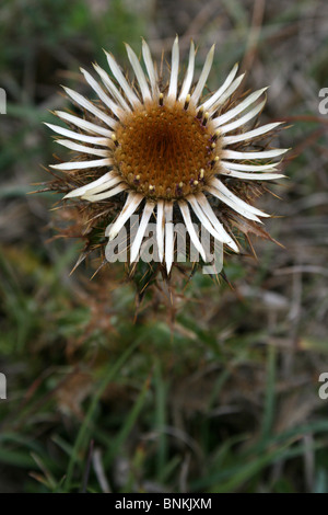 Chardon Carlina Carline vulgaris prises en Cumbria, UK Banque D'Images