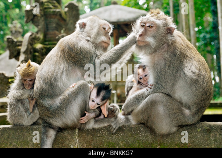 Les macaques mangeurs de crabes avec oursons / Macaca fascicularis Banque D'Images