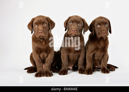 Labrador Retriever dog - trois chiots Banque D'Images