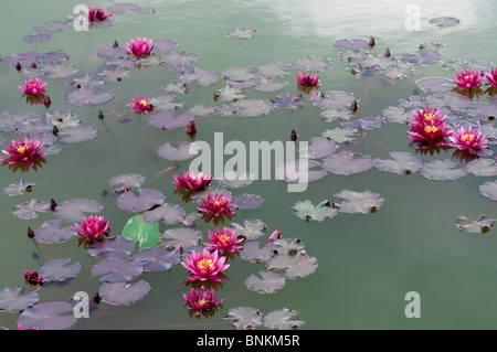 Nénuphar Nymphaea ATROPURPUREA Banque D'Images