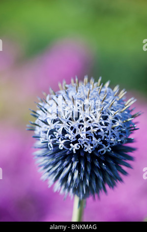 Echinops ritro veitch's blue. Globe thistle flower dans un jardin anglais contre fond rose Banque D'Images