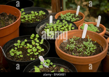 Close-up de plus en plus de plants en pots Banque D'Images