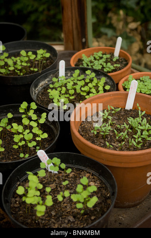 De plus en plus de plants en pots Banque D'Images