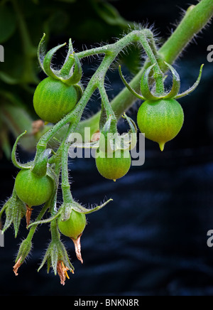 Les jeunes fruits de tomate verte home grown on plant Banque D'Images