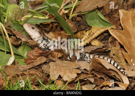 Les jeunes Eastern Blue-tongued Lizard dans le feuillage / Tiliqua scincoides Banque D'Images