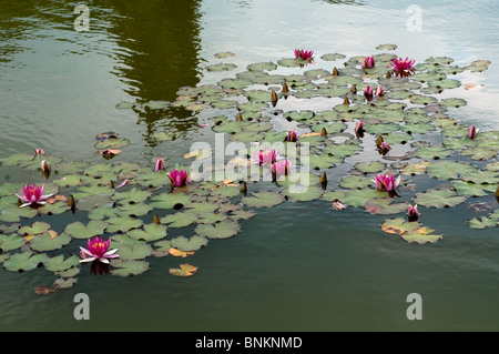 Nénuphar Nymphaea ATROPURPUREA Banque D'Images