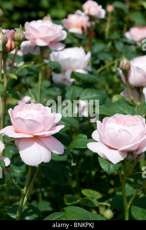 Rose rose de la Reine de Suède AUSTIGER Banque D'Images