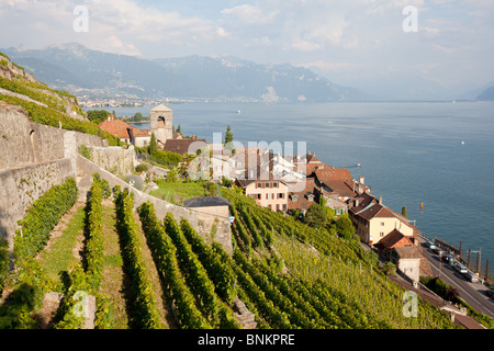 Vignobles en terrasses, Saint Saphorin, Lavaux, lac de Genève, Suisse. Banque D'Images