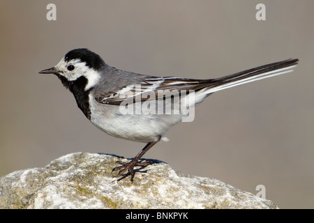 Bergeronnette grise Motacilla alba ; homme ; l'été Banque D'Images