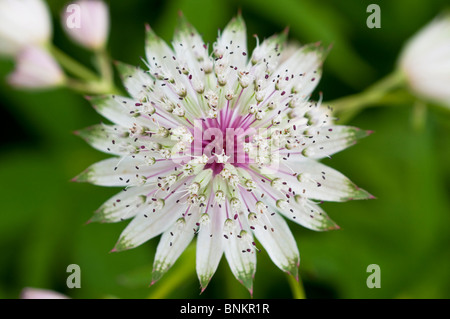 Masterwort Astrantia major 'Georges, form' Banque D'Images