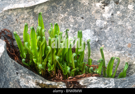 Scolopendre officinale, Phyllitis scolopendrium, démarche Barrows, Lancashire Banque D'Images