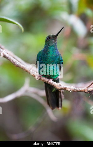 (Pterophanes cyanopterus Great Sapphirewing peruvianus) mâle. Banque D'Images