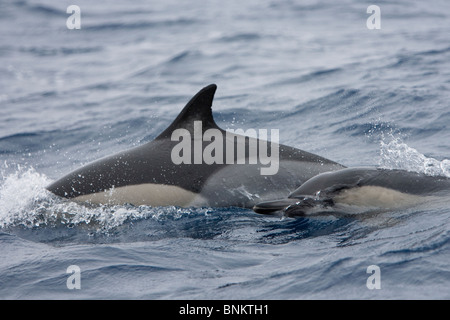 Short-beaked Dauphin commun, Delphinus delphis, «Delfin, Pico, Açores, Portugal Banque D'Images