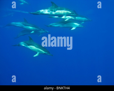 Short-beaked Dauphin commun, Delphinus delphis, «Delfin, Pico, Açores, Portugal underwater Banque D'Images
