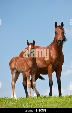 Poulain cheval arabe avec meadow permanent Banque D'Images