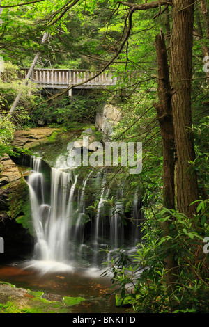 Elakala tombe dans le parc d'état de Blackwater, Davis, West Virginia, USA Banque D'Images