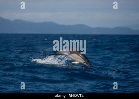 Short-beaked Dauphin commun, Delphinus delphis, «Delfin, Pico, Açores, Portugal sautant Banque D'Images