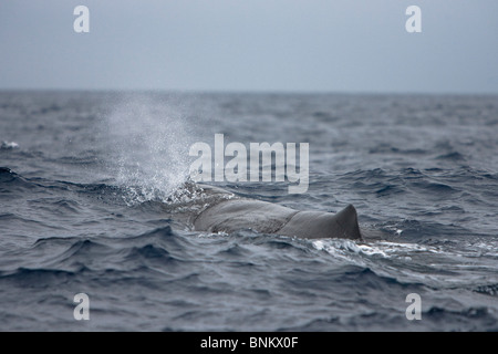 Pottwal Cachalote cachalot Physeter macrocephalus Pico Açores Portugal soufflant Banque D'Images