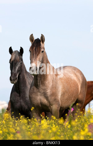 Deux chevaux espagnol Pure prairie permanente Banque D'Images