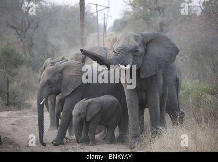 Le bain de poussière des éléphants pour protéger la peau. Grande femelle au courant de visiteurs. Banque D'Images