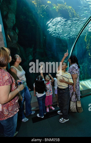 Forêt d'algues la pièce au California Science Center de nouveaux écosystèmes de l'aile. Banque D'Images