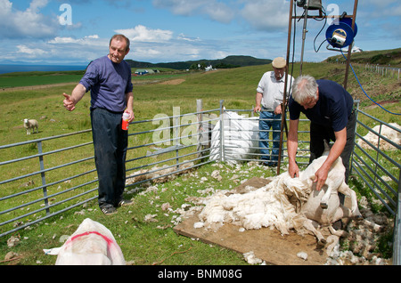 Tonte de moutons Île de Skye, Western Isles Ecosse Banque D'Images