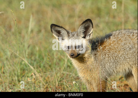 Bat-eared Fox, Otocyon megalotis, Masai Mara National Reserve, Kenya Banque D'Images