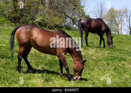 Une paire de chevaux pâturage sur un champ Banque D'Images