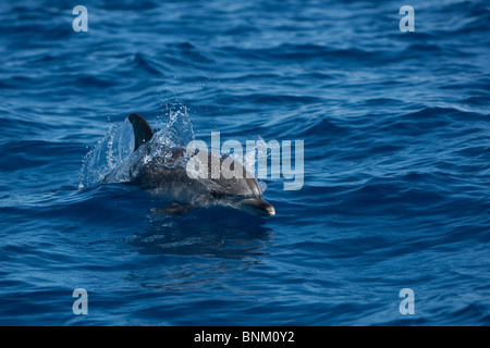 Dauphin tacheté de l'Atlantique Stenella frontalis Fleckendelfin Atlantischer Pico Açores Portugal Banque D'Images