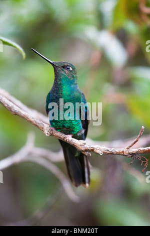 (Pterophanes cyanopterus Great Sapphirewing peruvianus) mâle. Banque D'Images