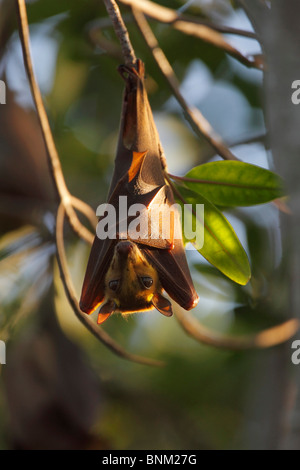 Epauletted gambien Bat - Fruit suspendu à un arbre / Epomophorus gambianus Banque D'Images