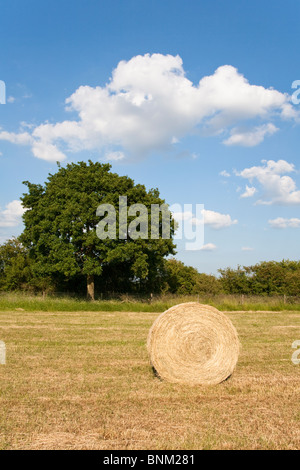 Balle de foin dans un champ, Wiltshire, Angleterre Banque D'Images