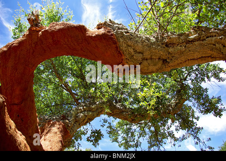 Arbre de chêne au Portugal. Banque D'Images